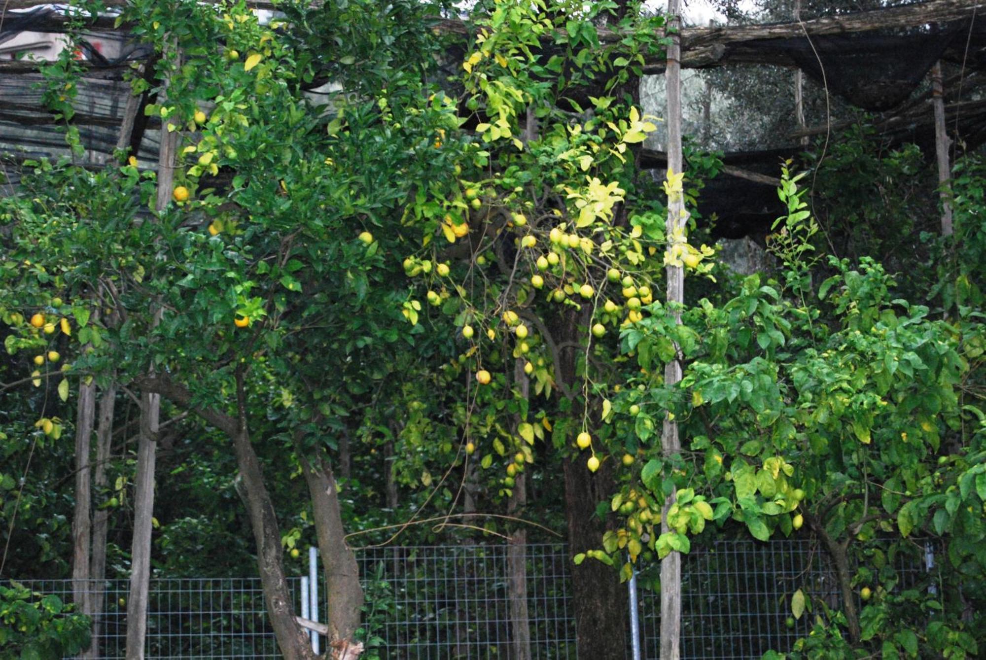 Sorrento Studios Lemons Hill Oda fotoğraf